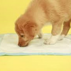 TAPETE HIGIENICO PARA CACHORRO